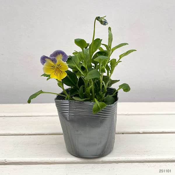 パンジー:プティシャトン ブルーナ3~3.5号ポット