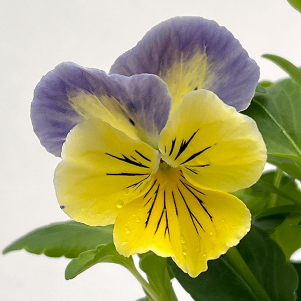 パンジー:プティシャトン ブルーナ3~3.5号ポット