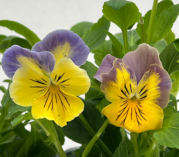 パンジー:プティシャトン ブルーナ3~3.5号ポット