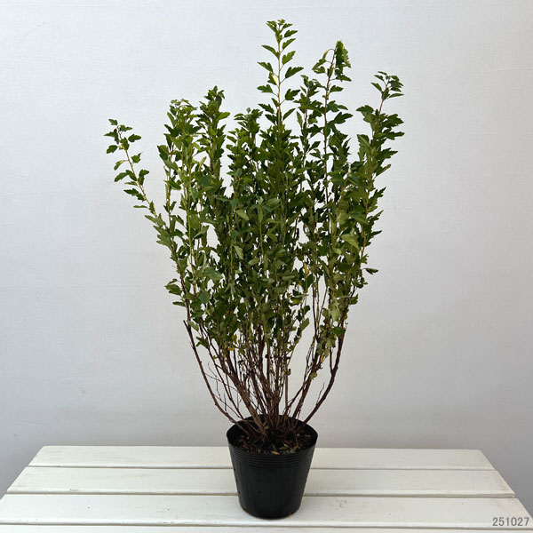 テマリシモツケ:リトルグリーニー5号ポット