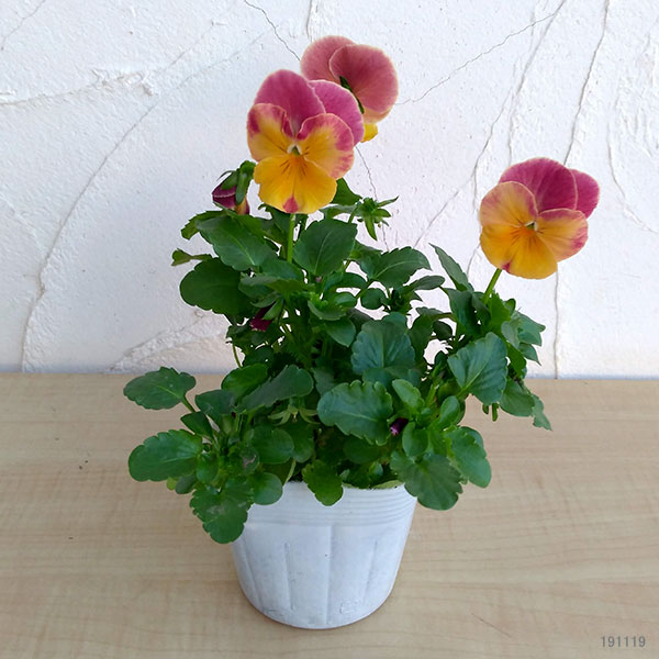 パンジー:プティシャトン オランジア3~3.5号ポット