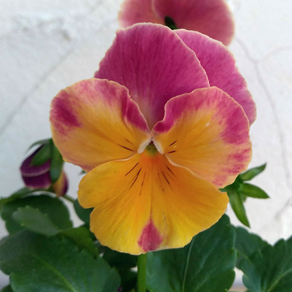 パンジー:プティシャトン オランジア3~3.5号ポット