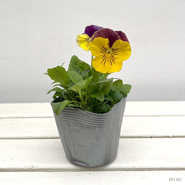 パンジー:プティシャトン オランジア3~3.5号ポット