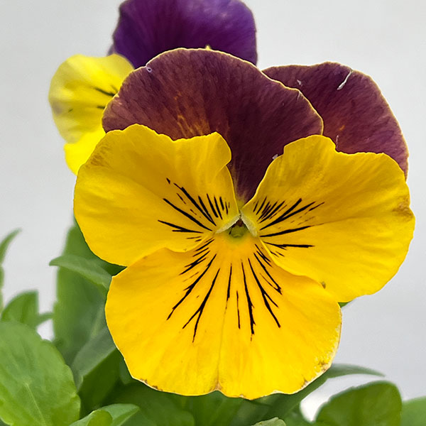 パンジー:プティシャトン オランジア3~3.5号ポット