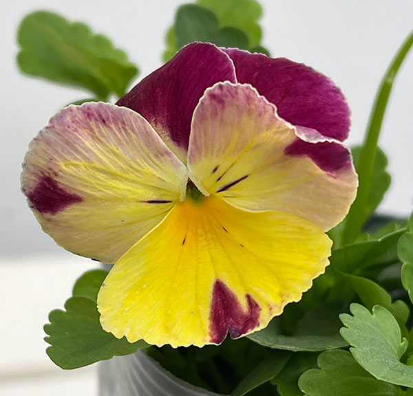 パンジー:プティシャトン オランジア3~3.5号ポット