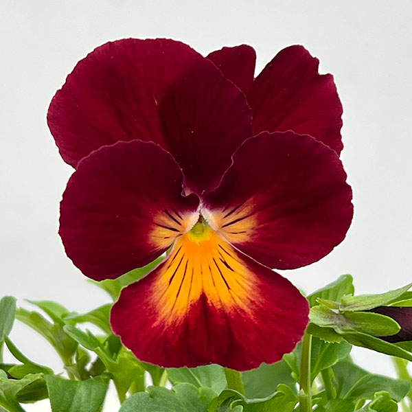 パンジー:プティシャトン オランジア3~3.5号ポット