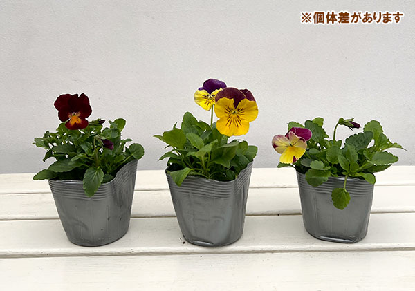 パンジー:プティシャトン オランジア3~3.5号ポット