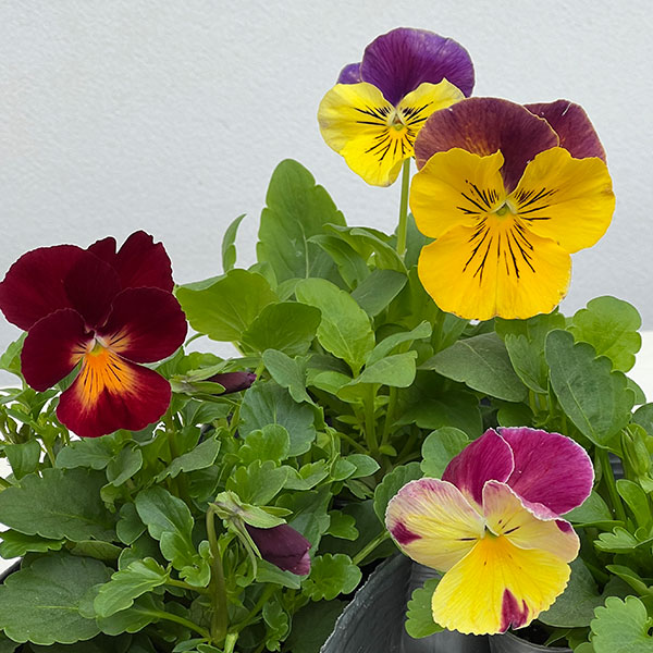 パンジー:プティシャトン オランジア3~3.5号ポット