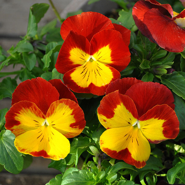 パンジー：プティシャトン　マーヤ3～3.5号ポット