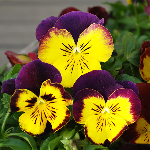 パンジー：プティシャトン　フェリックス3～3.5号ポット