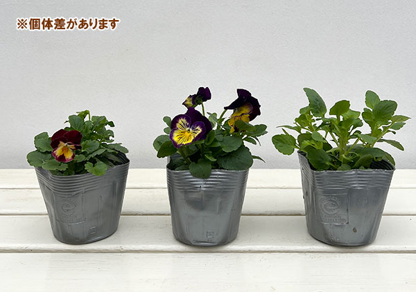 パンジー：プティシャトン　フェリックス3～3.5号ポット