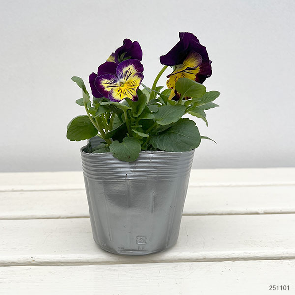 パンジー：プティシャトン　フェリックス3～3.5号ポット