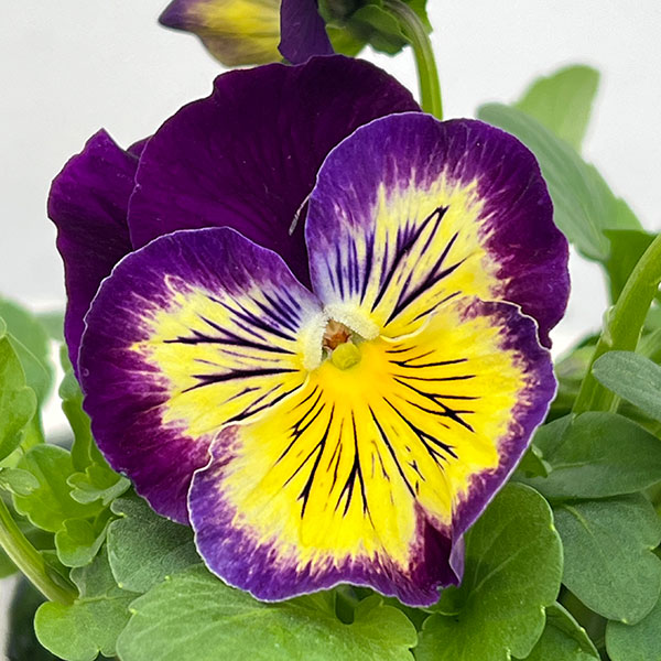 パンジー：プティシャトン　フェリックス3～3.5号ポット