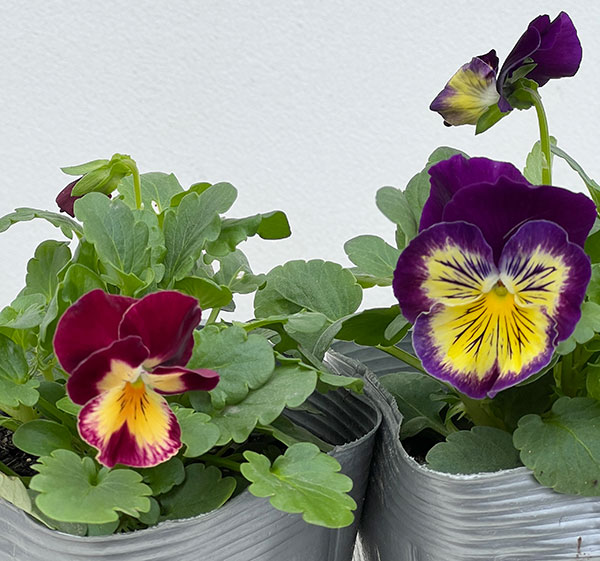 パンジー：プティシャトン　フェリックス3～3.5号ポット