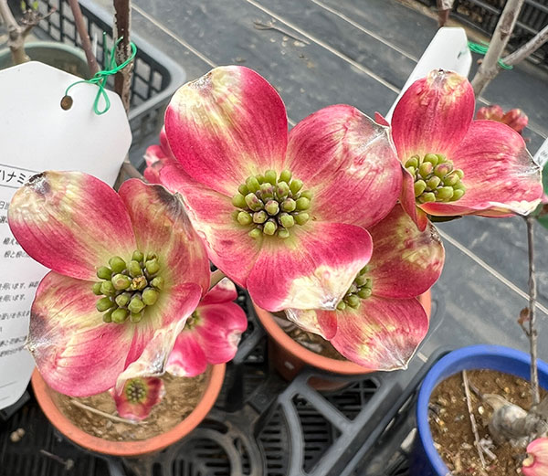 ハナミズキ：レッドジャイアント5号ポット