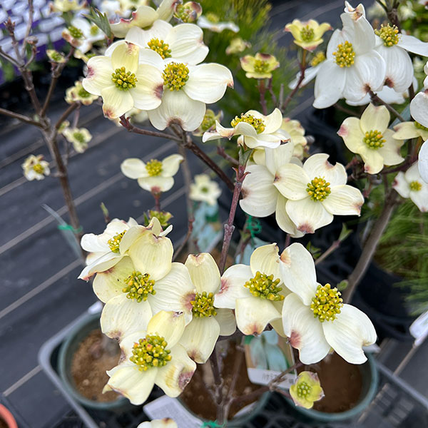 ハナミズキ：クラウドナイン5号ポット