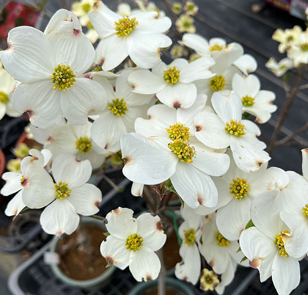 ハナミズキ：クラウドナイン5号ポット