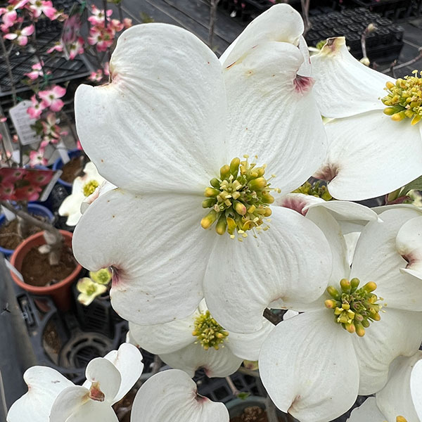 ハナミズキ：クラウドナイン5号ポット