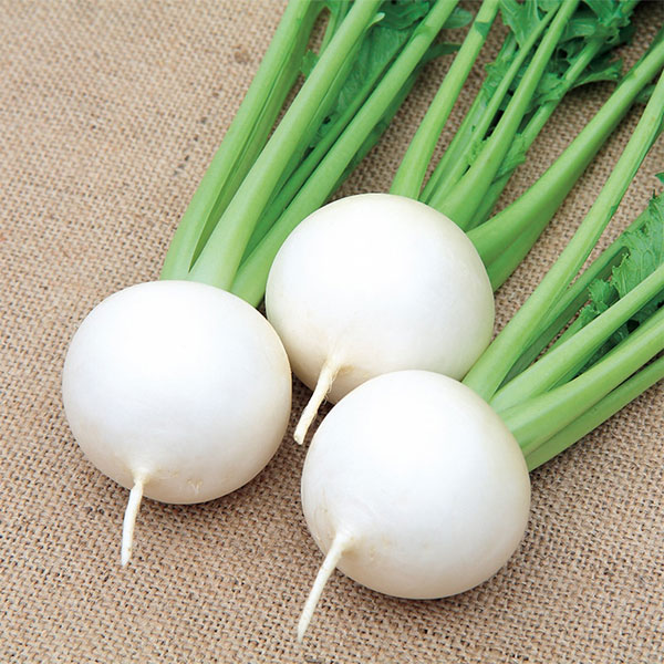 カブ種：小かぶ　二刀（にとう）[野菜タネ]