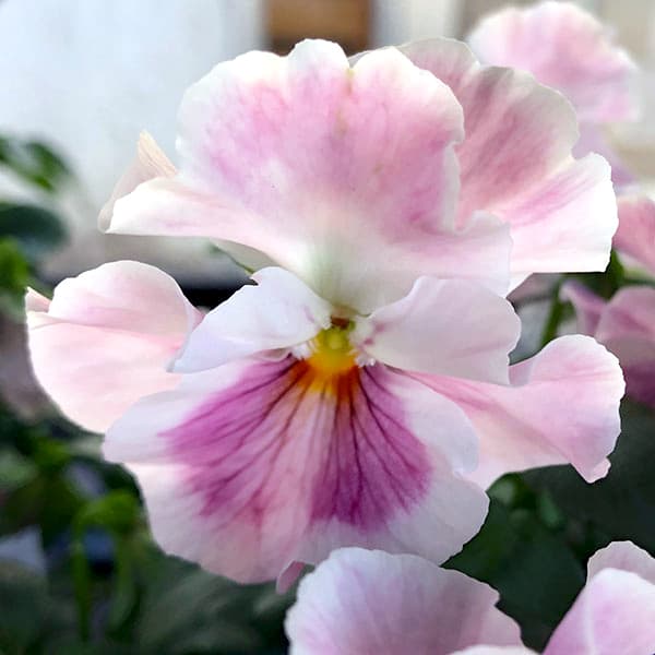 園芸ネット本店｜ビオラ：恋もも3.5号ポット 12株セット の通販【公式】