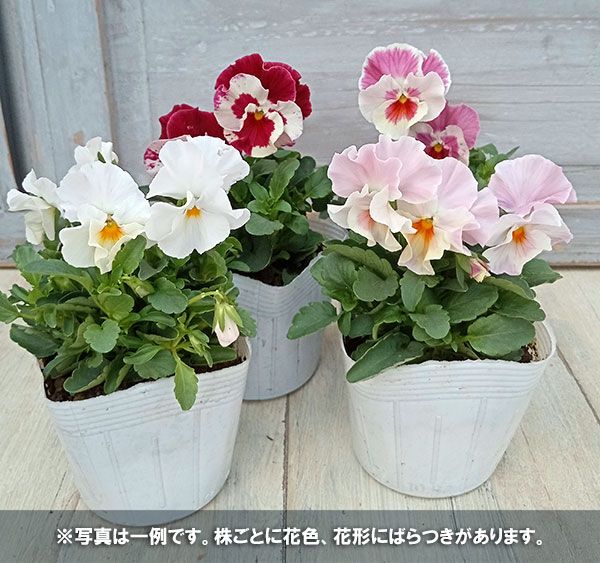 可愛いビオラ♡フラミンゴももか♡♡３号♡5個セット♡ポットごとメルカリ便 可愛いビオラ♡フラミンゴももか♡♡3号♡5個セット♡ポットごと