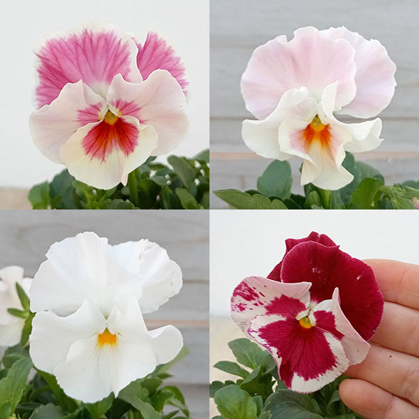 園芸ネット本店｜ビオラ：恋もも3.5号ポット 12株セット の通販【公式】