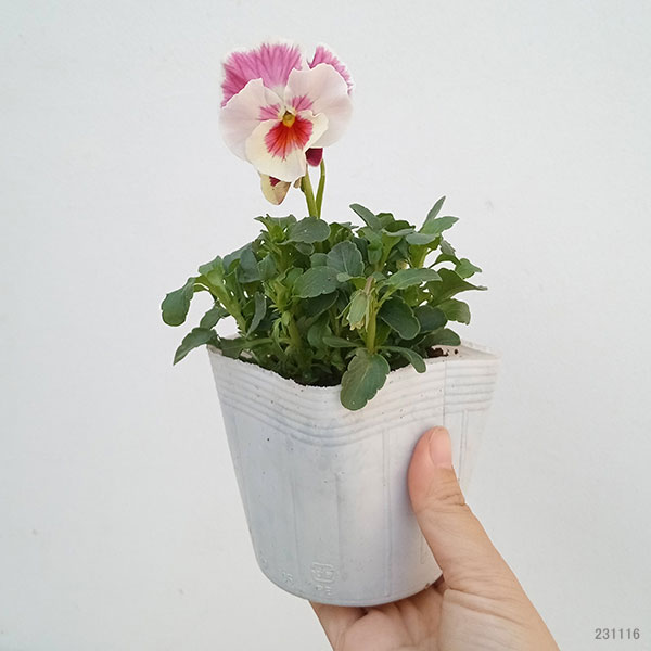 可愛い♡ときめきビオラ♡ベビーピンクメロー♡3.5号♡ポットごと宅急便コンパクト 可愛い♡ときめきビオラ♡ベビーピンクメロー♡3.5号♡ポットごと