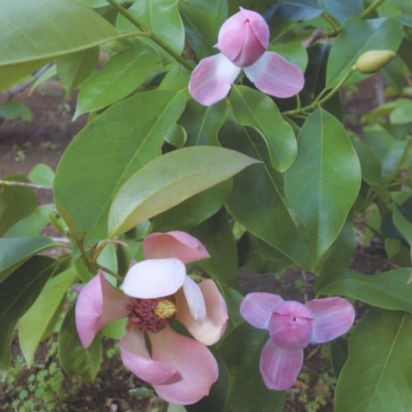 マグノリア(オオヤマレンゲ):オオヤマローズ5号ポット