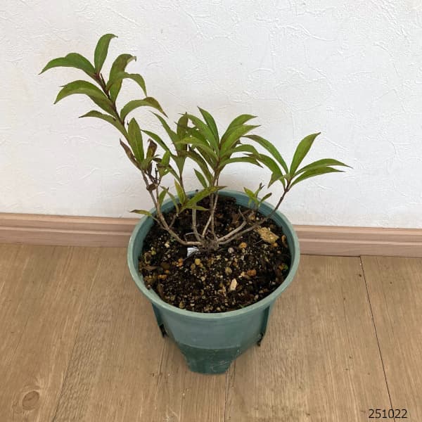 ワイゲラ:ソニックブルーム パール5号ポット