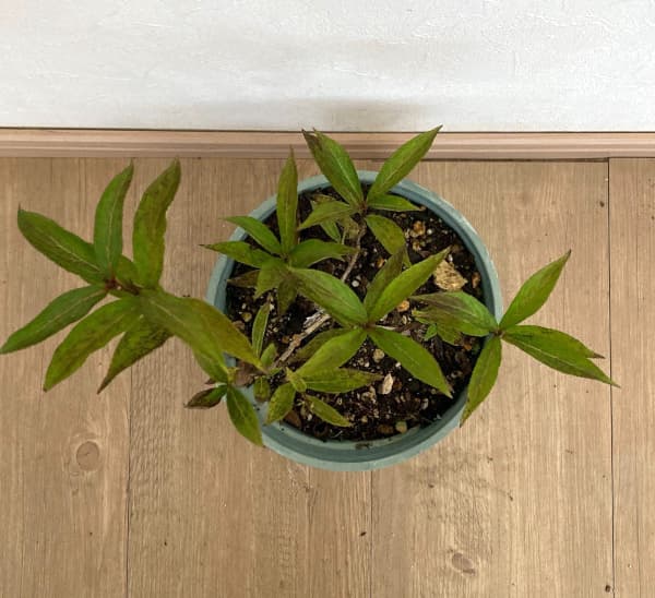 ワイゲラ:ソニックブルーム パール5号ポット