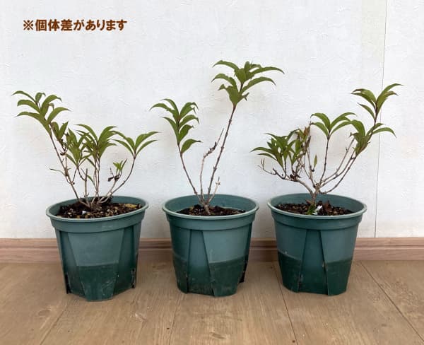 ワイゲラ:ソニックブルーム パール5号ポット