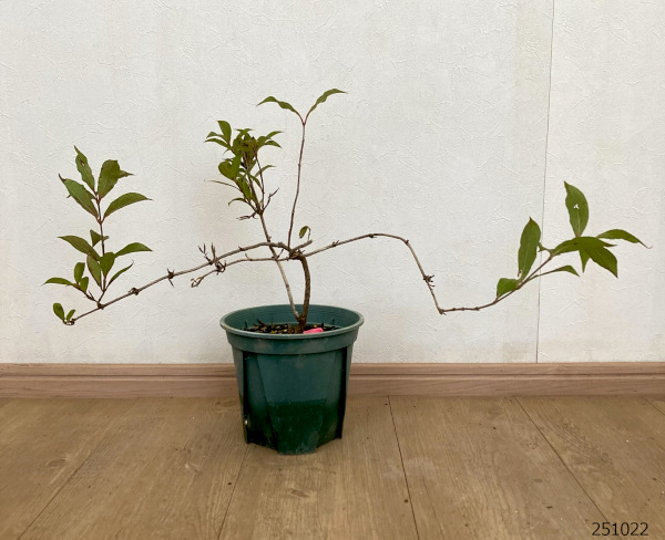 ワイゲラ:ソニックブルーム ピンク 6号ポット