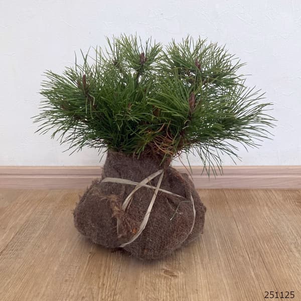 モンタナマツ葉張り20-25cm根巻き