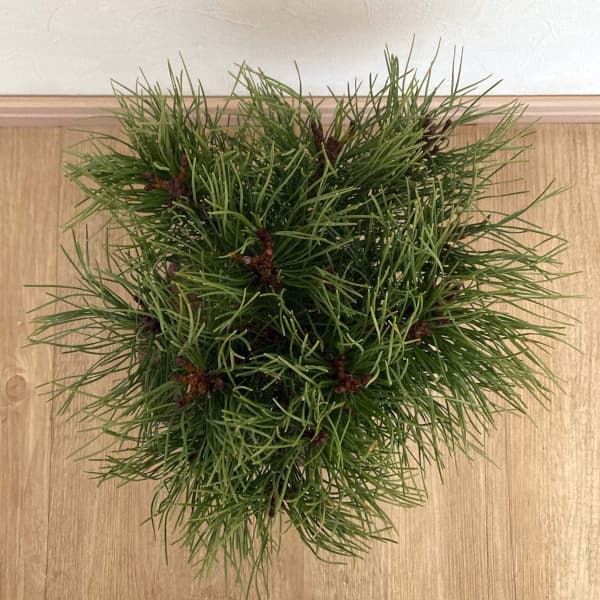 モンタナマツ葉張り20-25cm根巻き