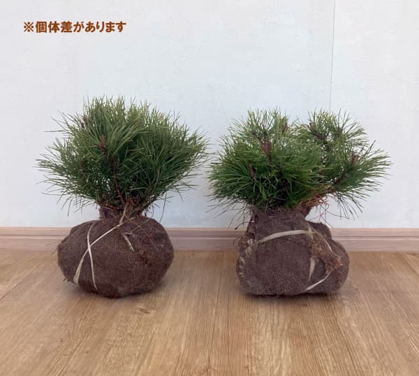 モンタナマツ葉張り20-25cm根巻き