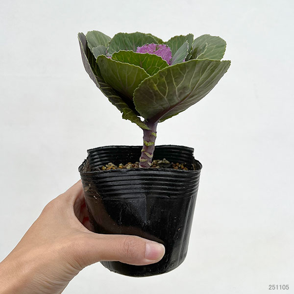 ハボタン:プラチナケール ルシールワイン3.5号ポット