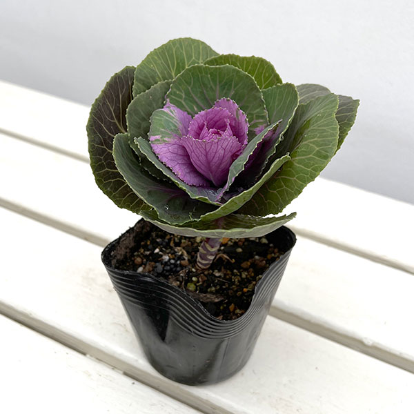 ハボタン:プラチナケール ルシールワイン3.5号ポット