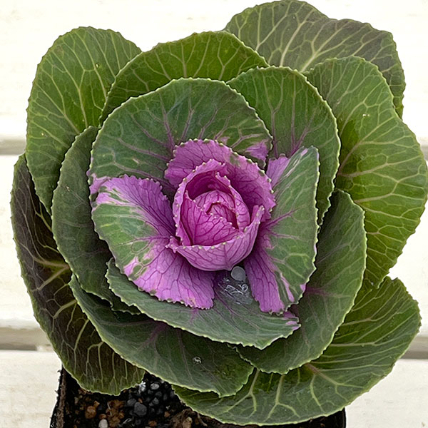 ハボタン:プラチナケール ルシールワイン3.5号ポット