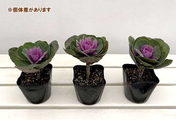 ハボタン:プラチナケール ルシールワイン3.5号ポット