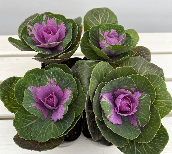 ハボタン:プラチナケール ルシールワイン3.5号ポット