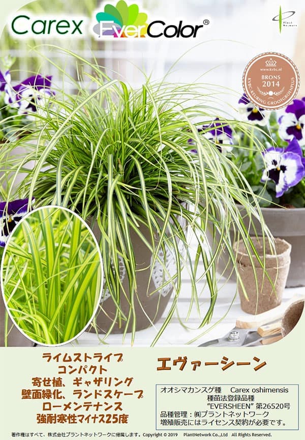 カレックス：エヴァシーン 5号ポット