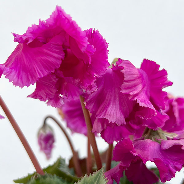 シクラメン:ふわもこ パープル系3号ポット