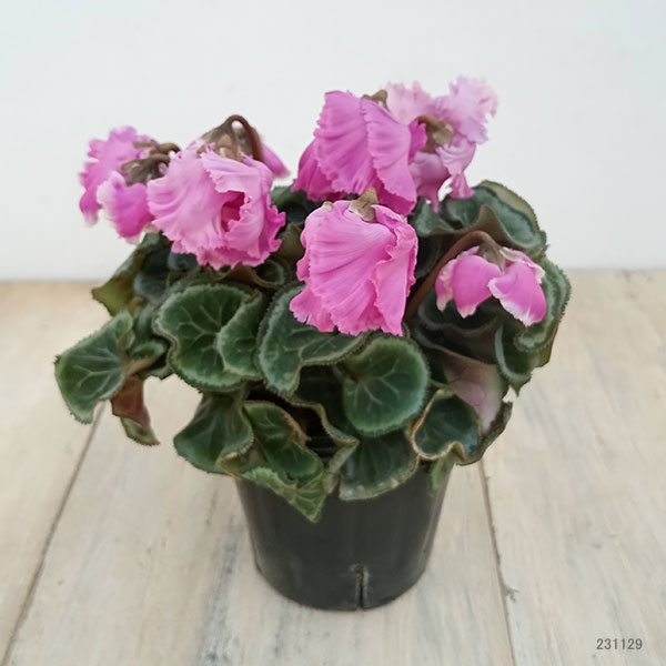 シクラメン:ふわもこ パープル系3号ポット