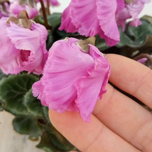 シクラメン:ふわもこ パープル系3号ポット