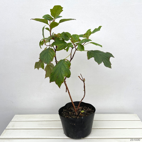 カシワバアジサイ:スノークイーン(一重)樹高40~60cm根巻きまたはポット入