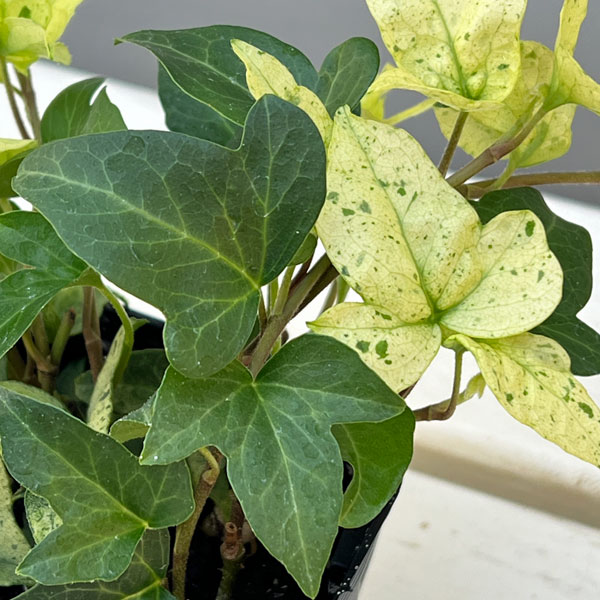 ヘデラ：雪の踊子（ユキノオドリコ）3号ポット