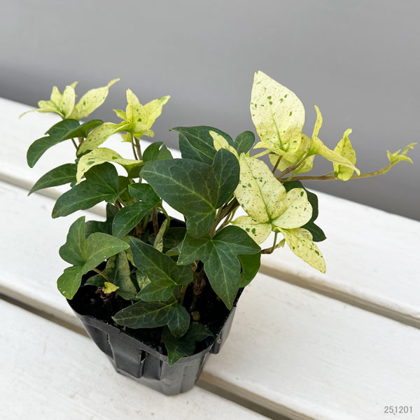 ヘデラ：雪の踊子（ユキノオドリコ）3号ポット