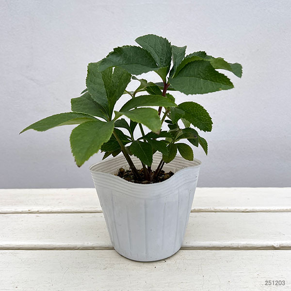 クリスマスローズ：蛍火（ほたるび）3.5号ポット