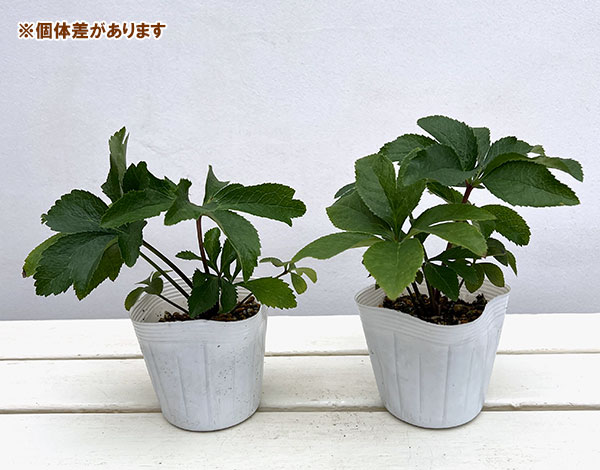 クリスマスローズ：蛍火（ほたるび）3.5号ポット