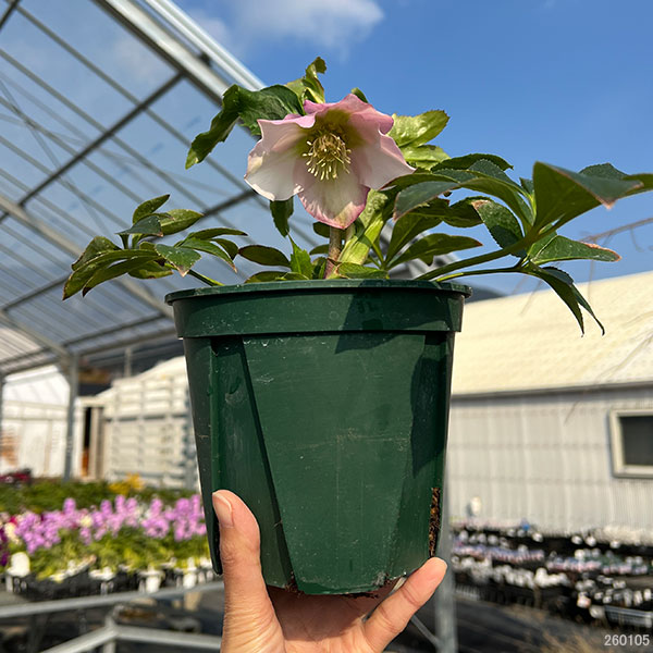 クリスマスローズ：うすぎぬ5号ポット